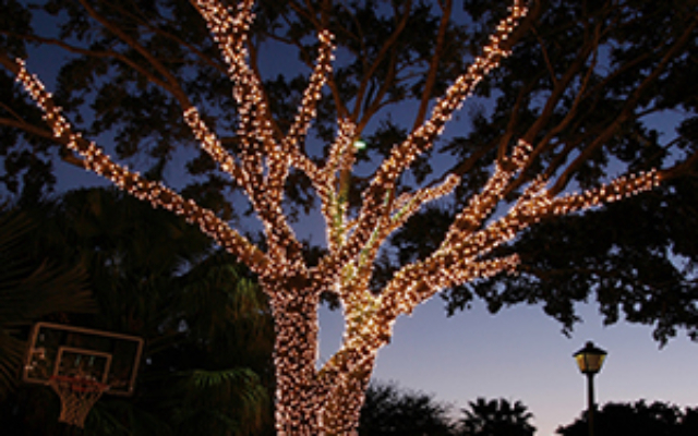 tampa-mini-lights-company